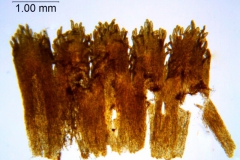 Cuscuta serrata; Brazil, Acevedo & Lopes 848 (RB)