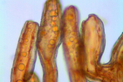 Cuscuta serrata; Brazil, Acevedo & Lopes 848 (RB)