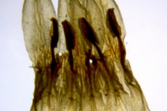 Cuscuta squamata; U.S.A., Texas, Hutchins 643 (BRIT)