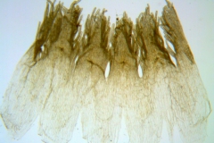 Cuscuta squamata; U.S.A., Texas, Hutchins 643 (BRIT)