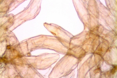 Cuscuta suaveolens; Chile, Eyerdam 24649 (KEW)