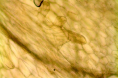 Cuscuta suksdorfii; U.S.A., California, Colwell, AC05-213 (UC)