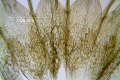 Cuscuta tuberculata; Mexico, Van Devender et al. 2006-514 (WLU)