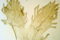 Cuscuta tuberculata; Mexico, Van Devender et al. 2006-514 (WLU)