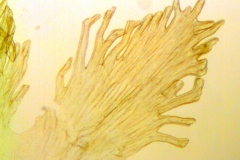 Cuscuta tuberculata; Mexico, Van Devender et al. 2006-514 (WLU)