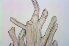 Cuscuta tuberculata; Mexico, Van Devender et al. 2006-514 (WLU)