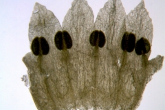 Cuscuta veatchii; Mexico, Porter 198 (MEXU)