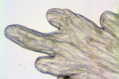 Cuscuta veatchii; Mexico, Porter 198 (MEXU)