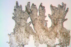 Cuscuta veatchii; Mexico, Porter 198 (MEXU)