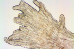 Cuscuta veatchii; Mexico, Porter 198 (MEXU)