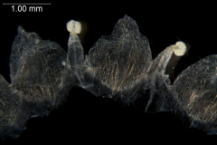 Cuscuta victoriana; Australia, Cowie 9624 (CANB)
