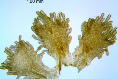 Cuscuta xanthochortos var. xanthochortos; Argentina, Arbo et al. 6953 (MO)