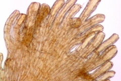 Cuscuta xanthochortos var. xanthochortos; Argentina, Arbo et al. 6953 (MO)