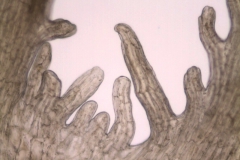 Cuscuta xanthochortos var. carinata; Paraguay, Bernardi 18758 (MO)