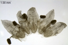 Cuscuta yucatana; Mexico, Nee & Taylor 29575 (MO)