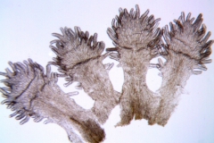 Cuscuta decipiens; Mexico, Henrickson 22781(RSA)