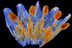 Cuscuta incurvata; Paraguay, Anisits 2395 (S)