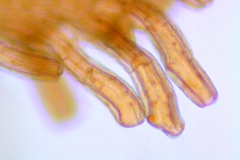 Cuscuta incurvata; Paraguay, Anisits 2395 (S)