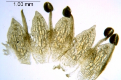 Cuscuta vandevenderi, Mexico, VanDevender et al. 2006-983 (WLU)