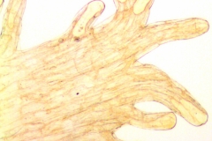 uscuta vandevenderi, Mexico, VanDevender et al. 2006-983 (WLU)