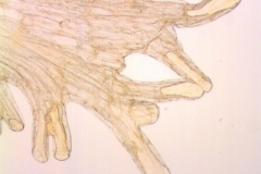 uscuta vandevenderi, Mexico, VanDevender et al. 2006-983 (WLU)