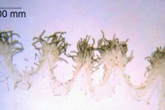 Cuscuta chinensis var. chinensis; China, Wang Wen-Tsai 2378 (RSA