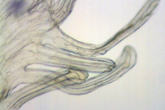 Cuscuta chinensis var. chinensis; China, Wang Wen-Tsai 2378 (RSA