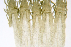 Cuscuta glomerata; U.S.A. Iowa, Armstrong 138214 (CAS)