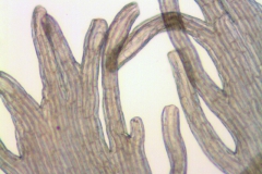 Cuscuta glomerata; U.S.A. Iowa, Armstrong 138214 (CAS)