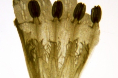 Cuscuta glomerata; U.S.A. Iowa, Armstrong 138214 (CAS)