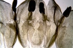 Cuscuta odontolepis; Mexico, Van Devender et al. 2006-467 (WLU)