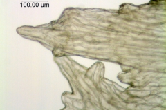 Cuscuta odontolepis; Mexico, Van Devender et al. 2006-467 (WLU)