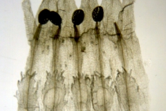 Cuscuta ortegana; Mexico, Van Devender et al. 2006-74 (WLU)