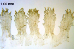 Cuscuta ortegana; Mexico, Van Devender et al. 2006-74 (WLU)