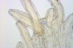 Cuscuta ortegana; Mexico, Van Devender et al. 2006-74 (WLU)