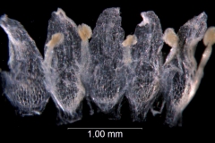 Cuscuta haughtii: Ecuador, Asplund 15974 (S)