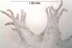 Cuscuta haughtii: Ecuador, Asplund 15974 (S)