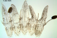 Cuscuta desmouliniana; Mexico, Van Devender 1410 (WLU)