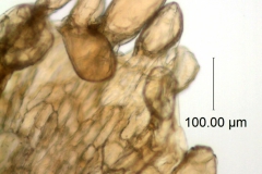 Cuscuta longiloba; Casas & Molero 4384 (MO)