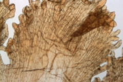 Cuscuta longiloba; Casas & Molero 4384 (MO)