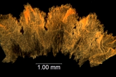 Cuscuta longiloba; Casas & Molero 4384 (MO)