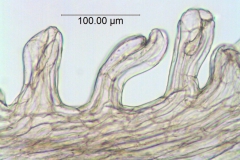 Cuscuta  runyonii; U.S.A., Texas, Correll & Johnston 14906 (NY)