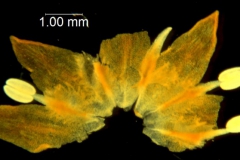 Cuscuta angulata; South Africa, Williams 2690 (NBG)