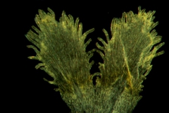 Cuscuta angulata; South Africa, Williams 2690 (NBG)