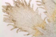 Cuscuta angulata; South Africa, Williams 2690 (NBG)