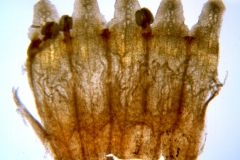 Cuscuta compacta; Maryland, Hill 17349 (MO)