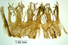Cuscuta compacta; Maryland, Hill 17349 (MO)