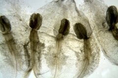 Cuscuta foetida var. foetida; Ecuador, Sparre 17772 (AAU)