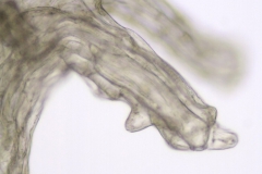 Cuscuta foetida var. foetida; Ecuador, Sparre 17772 (AAU)