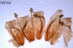 Cuscuta haughtii: Ecuador, Asplund 15974 (S)